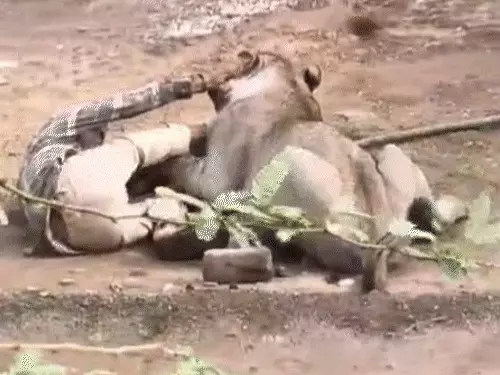 गुजरात में शेर का किसान पर जानलेवा हमला, आधे घंटे तक जबड़े में दबाए रखा हाथ; खरोंच मारकर बचाई जान